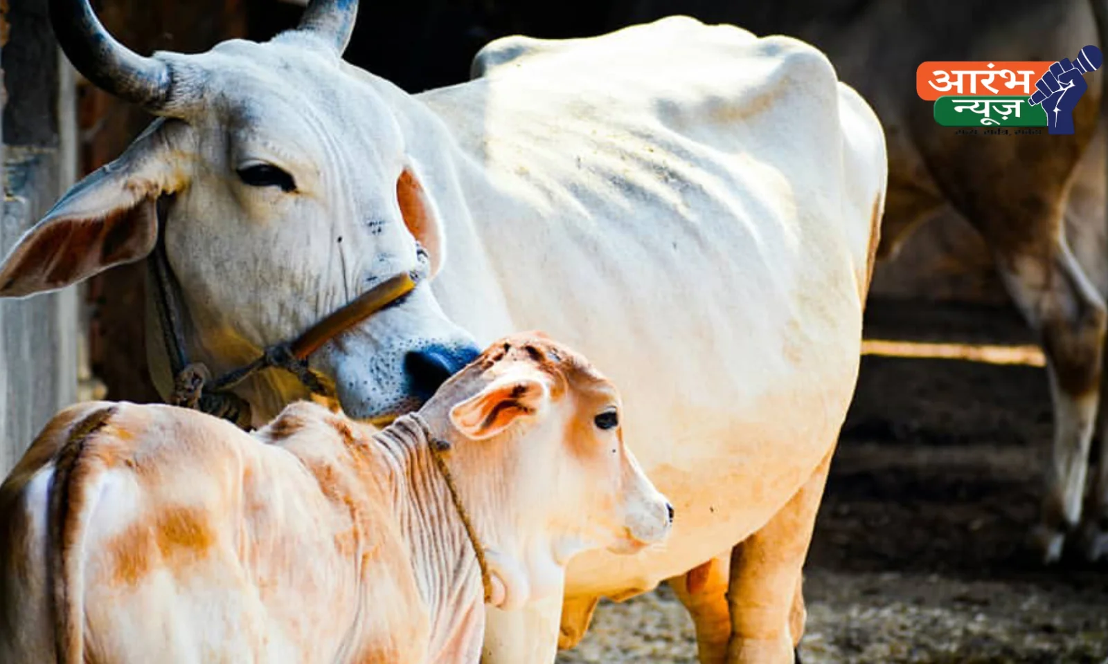 Rajmata-Gaumata