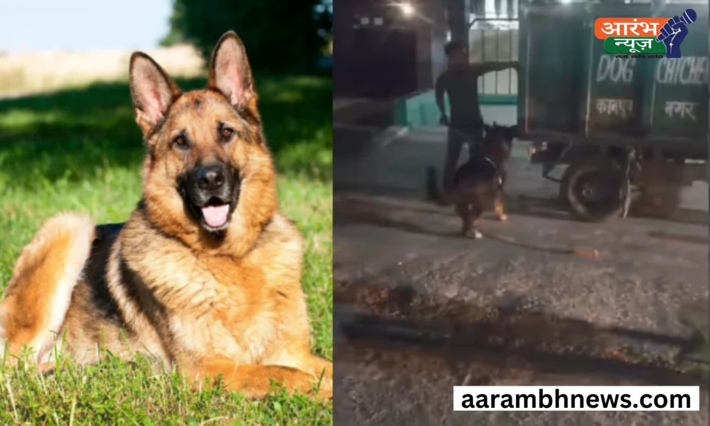 Dog attack: पालतू जर्मन शेफर्ड बना खूनी दरिंदा, 90 वर्षीय महिला की दर्दनाक मौत! 1 Dog attack