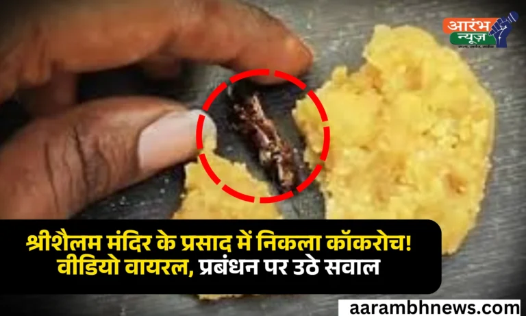 Cockroach In Prasad