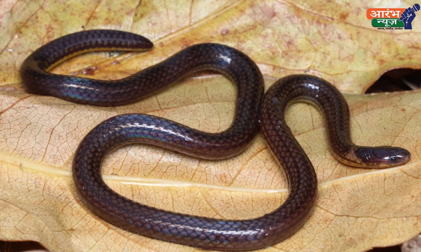 new snake species
