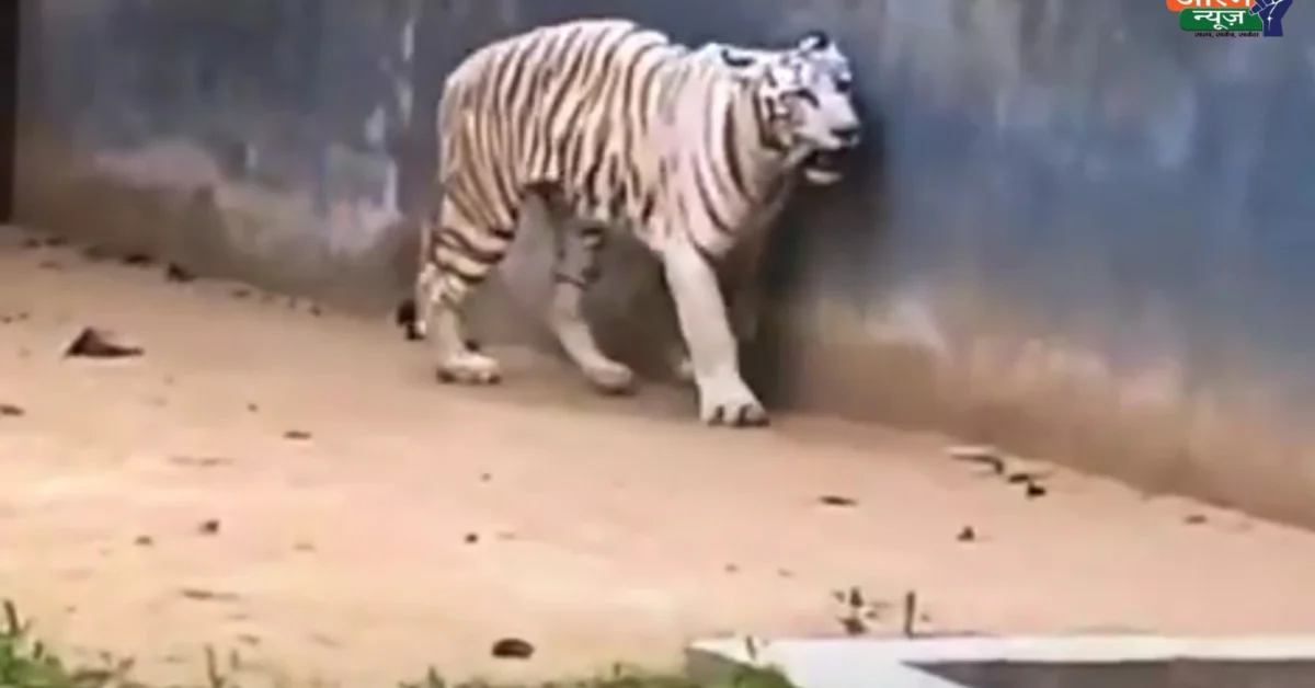 Patna Zoo white tiger