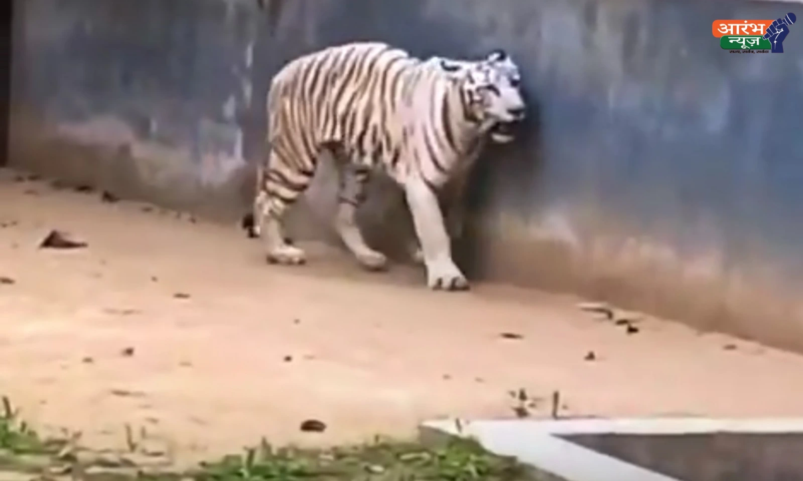 Patna Zoo white tiger